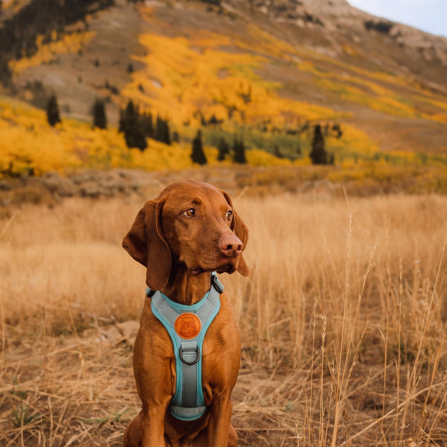 Wilderdog Lightweight Dog Harness with Reflective Straps